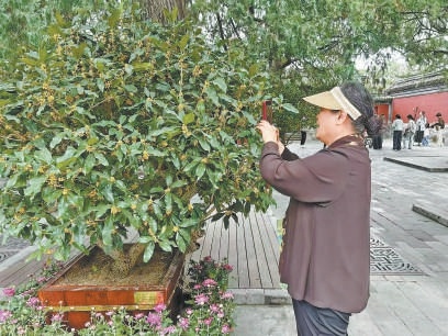 点点金 北京：十大公园办赏桂盛会