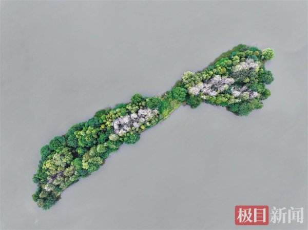 猎股网 武汉这场“雪”下得有点味儿！数百只鸬鹚的排泄物刷白东湖鸟岛